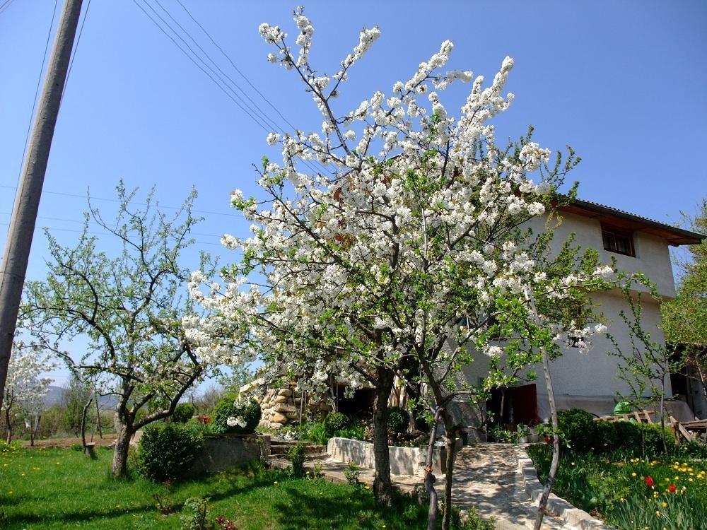 קיוסטנדיל Къща За Гости Каза Роза - Swiss Style Chalet Casa Rosa Guest House חדר תמונה